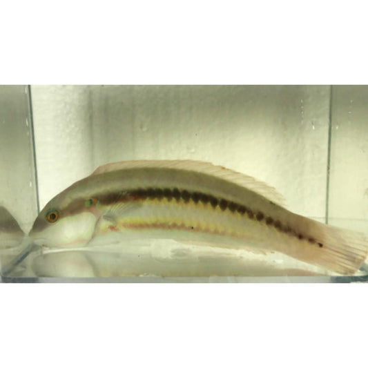 Get Slipdick Wrasse
