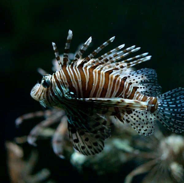 Atlantic Volitan Lion Fish Large 5-8 inches