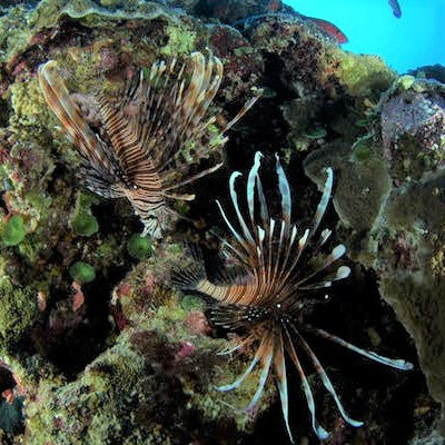 Atlantic Volitan Lion Fish Large 5-8 inches