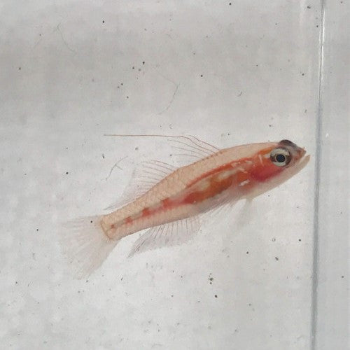 Masked Goby
