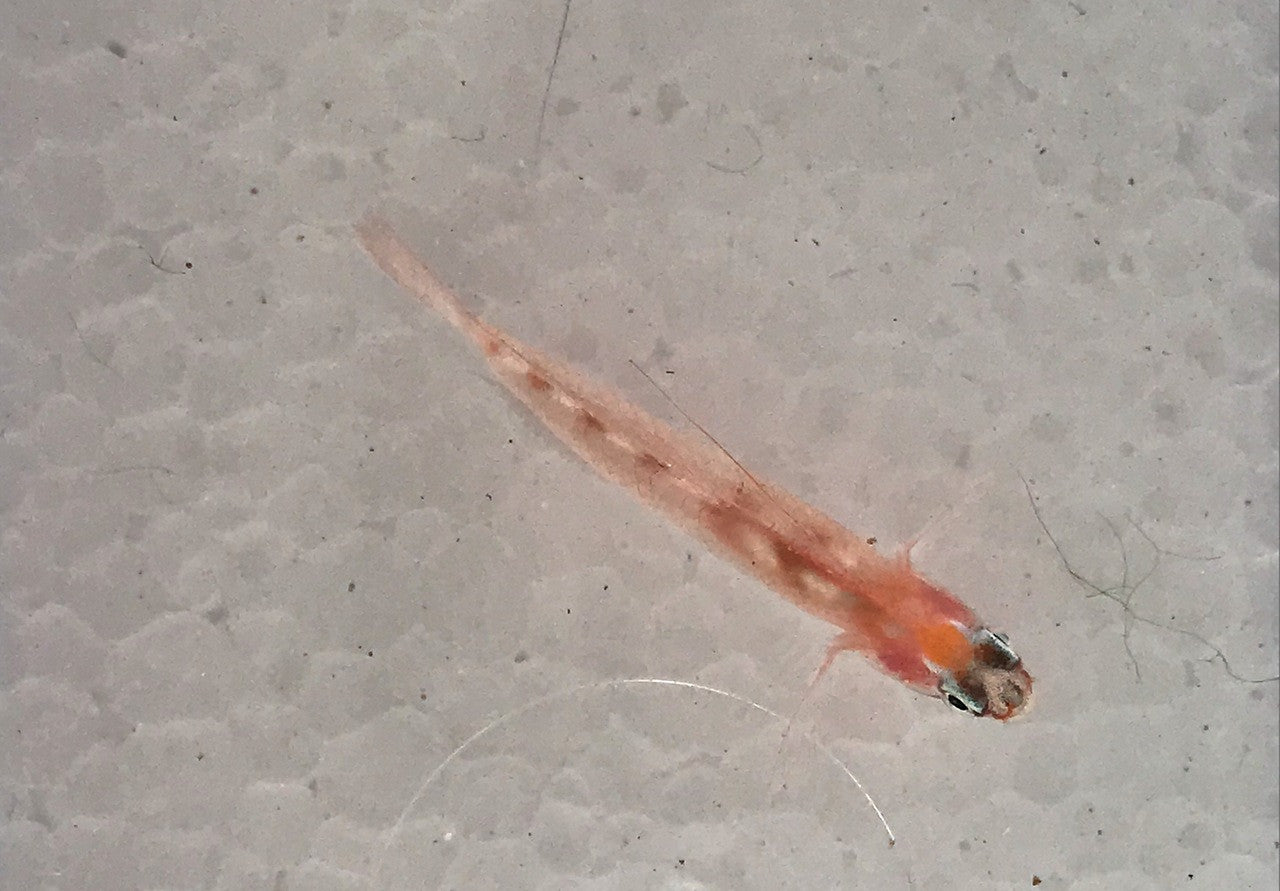 Masked Goby