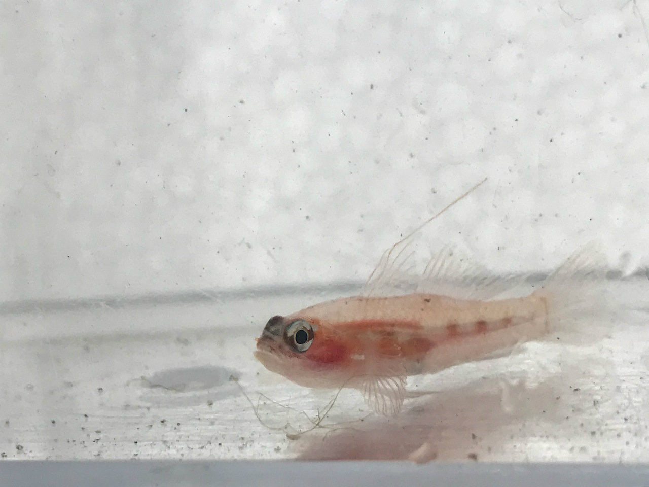 Masked Goby