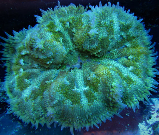 Hulk Smash Mini Maxi Anemone