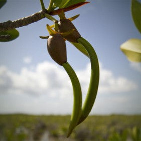 Red Mangrove Propagule