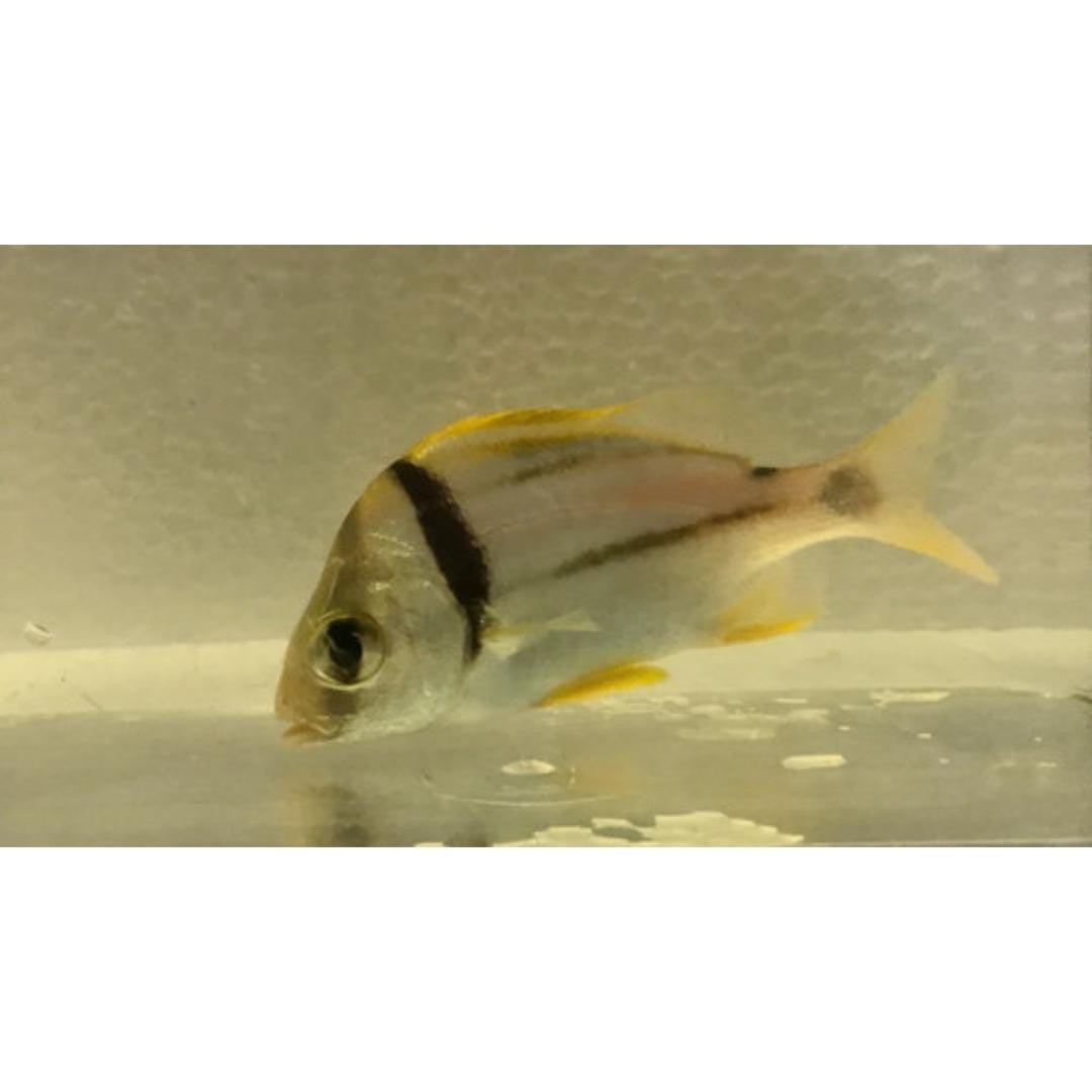 Grunt Fish For Sale – Foxy Saltwater Tropicals