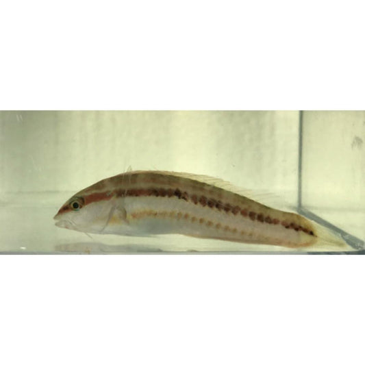 Slipdick Wrasse (Medium)