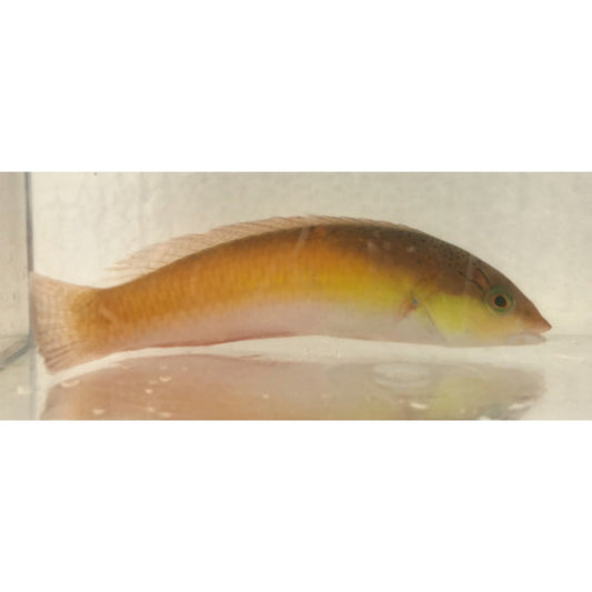 Yellowhead Wrasse (Medium)