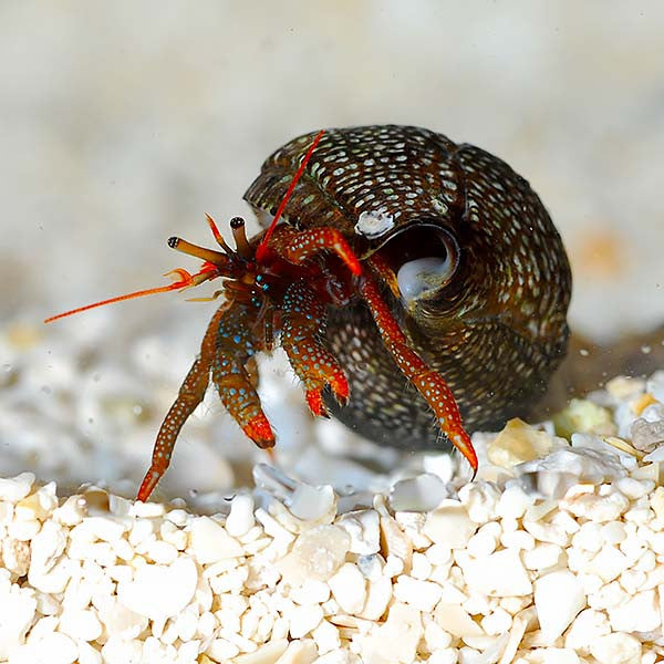 Mexican Red Leg Hermit 50 Pack
