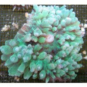 Buy St Thomas Mushroom Green