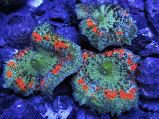 Orange and Green Umbrella Mushroom