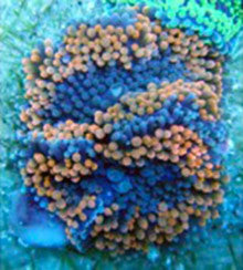 Orange Multicolor Ricordea