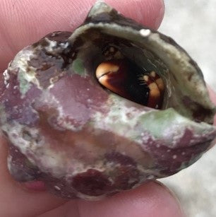 Orange Claw Hermit Crab 25 Pack