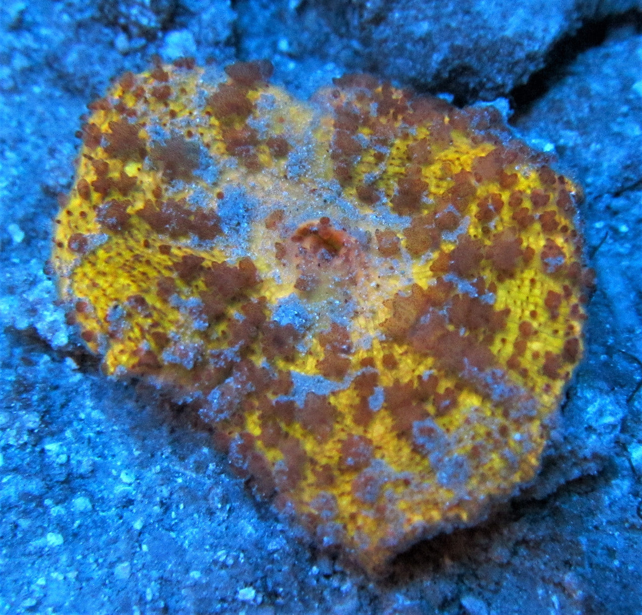 Orange Florida Mushroom Neglecta