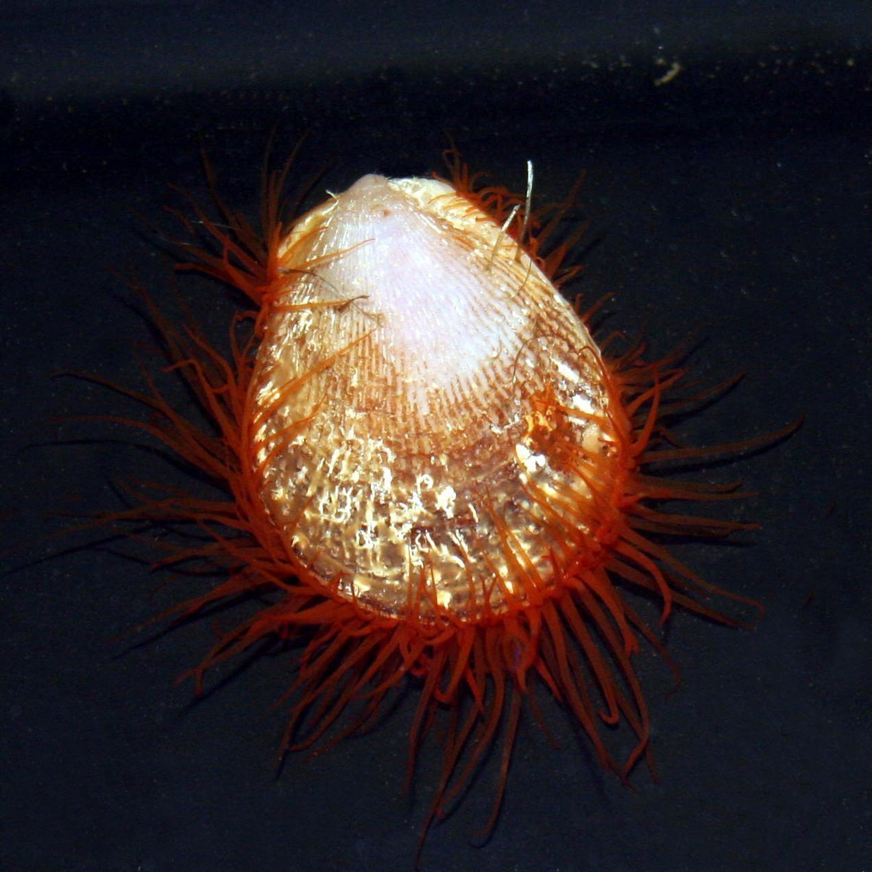 Red Flame Scallop