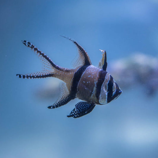 Banggai Cardinalfish