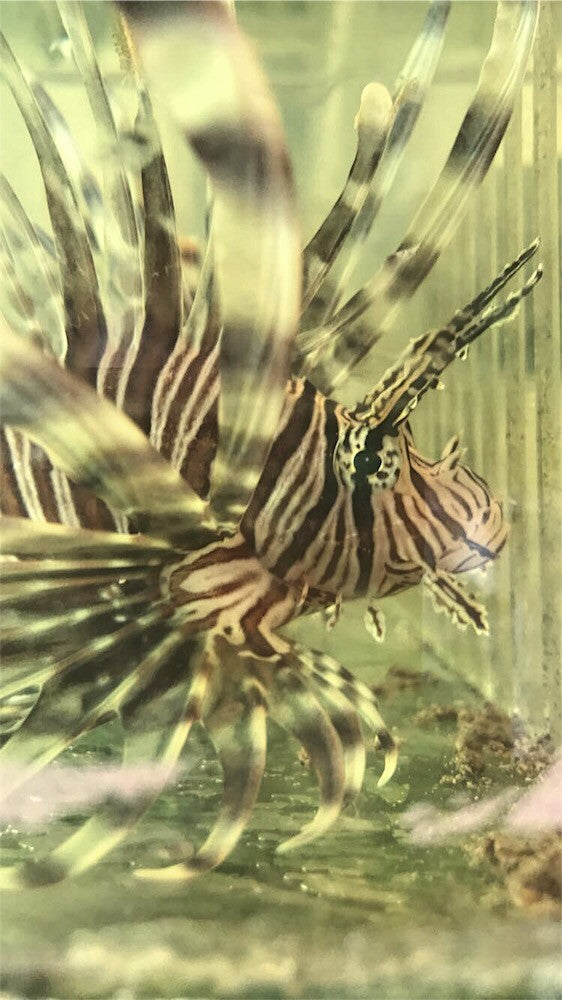 Atlantic Volitan Lion Fish Large 5-8 inches