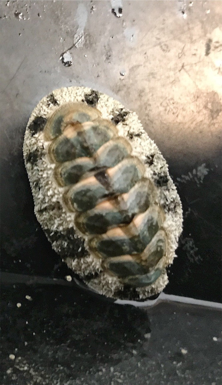 Chitton Snails