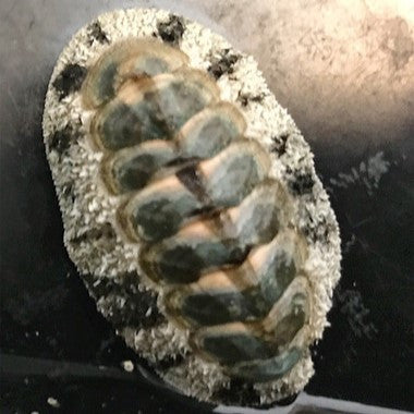 Chitton Snails