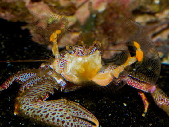 Porcelain Crab