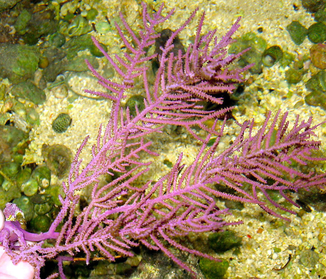 Buy Purple Frilly Gorgonian