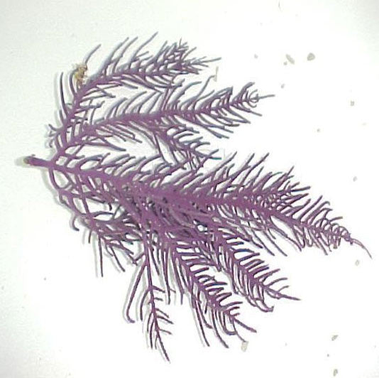 Get Purple Plume Gorgonian