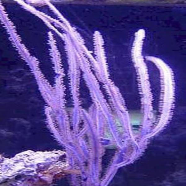Purple Whip Gorgonian (under 10")