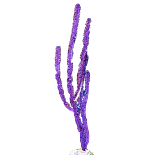 Purple Whip Gorgonian (under 10")