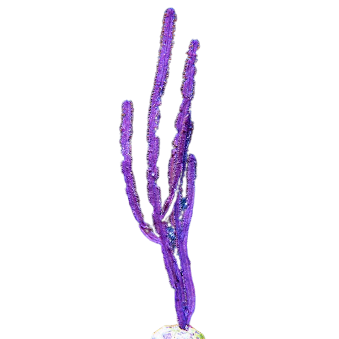 Purple Whip Gorgonian (under 10")