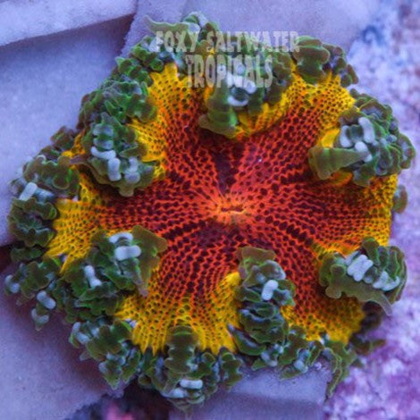 Buy Bulls Eye Rasta Ultra Rock Flower Anemone