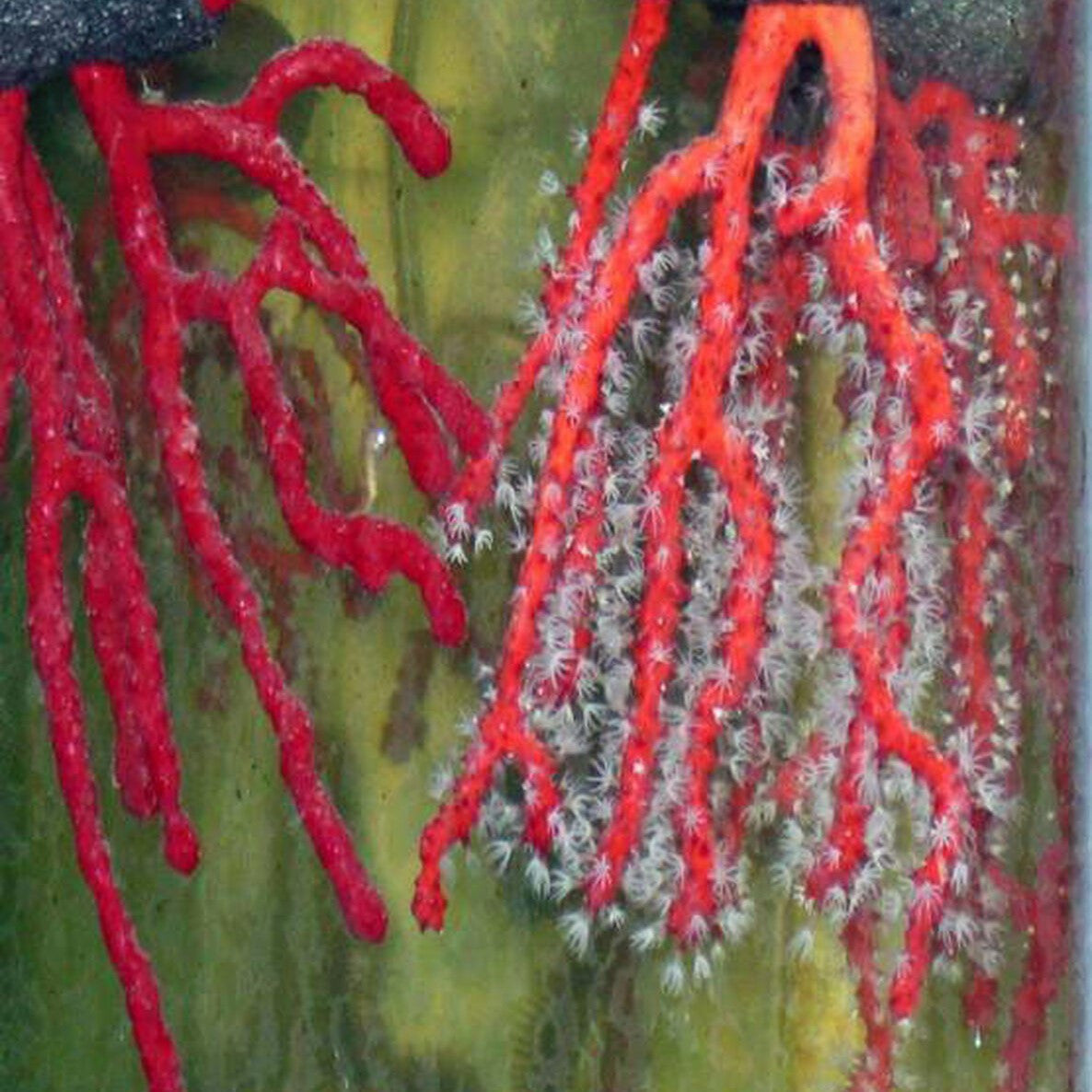 Red Finger Gorgonian (under 10")