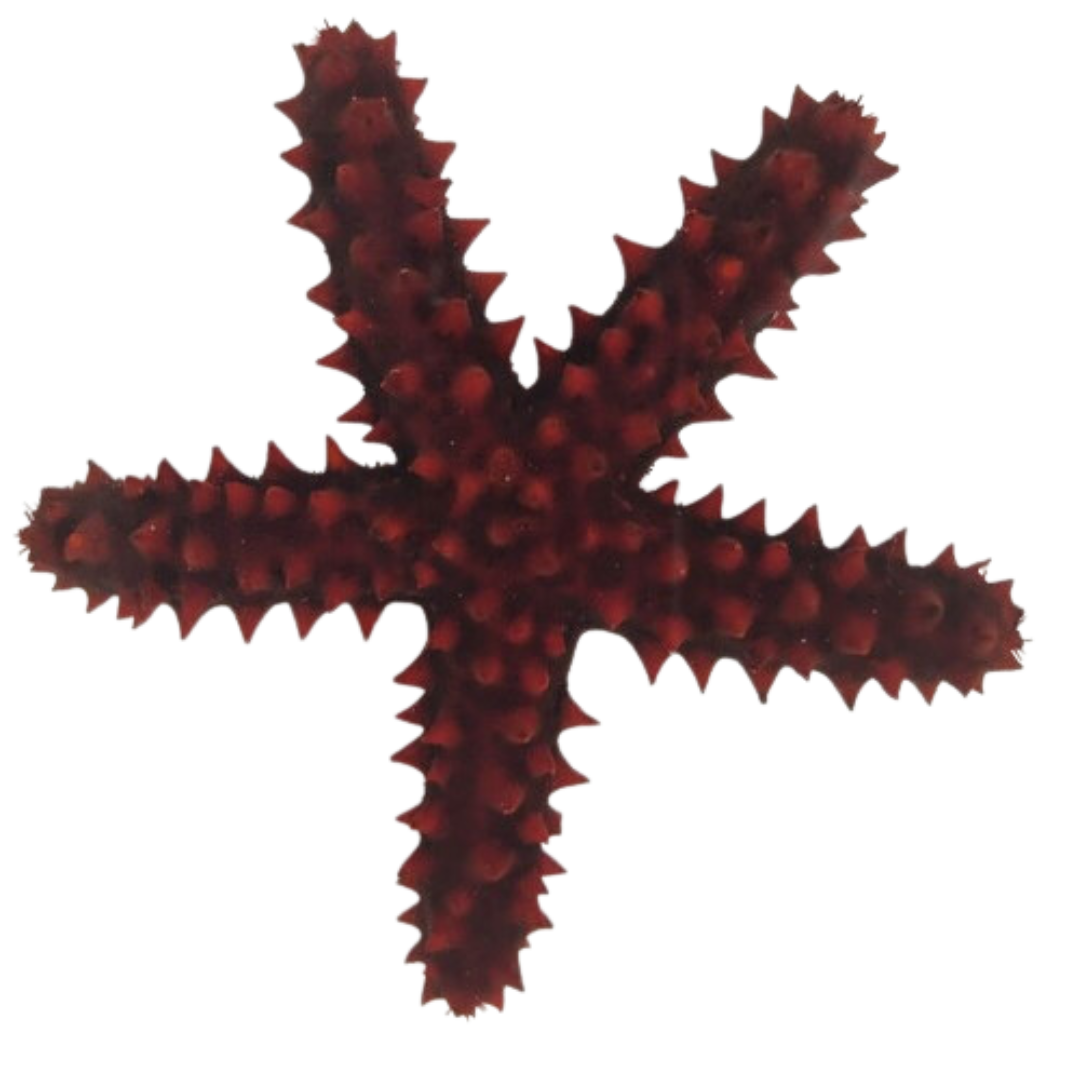 Knobby Red Starfish