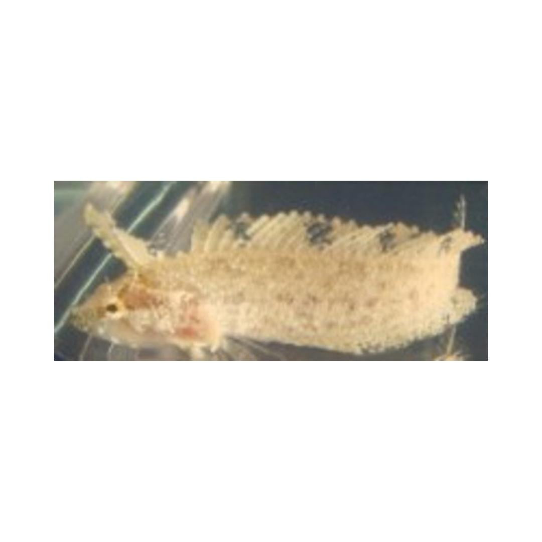 Buy Rhino Blenny