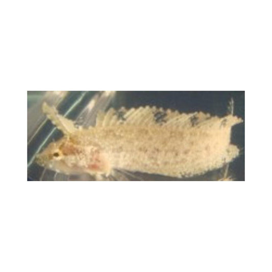 Buy Rhino Blenny