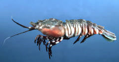 Rock Shrimp (2-4 inches)