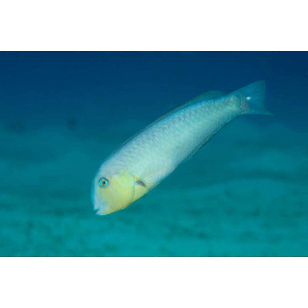 Rosy Razorfish