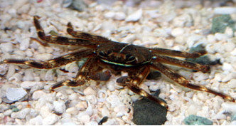 Sally Lightfoot Crab