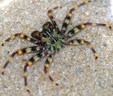 Sally Lightfoot Crab