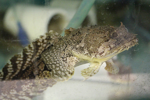Toad Fish (small)