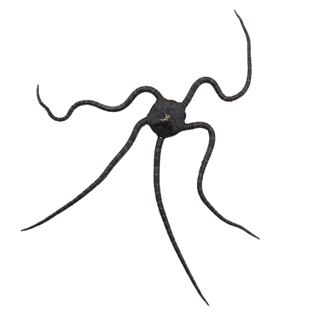 Buy Serpent Starfish