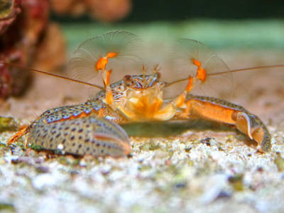 Porcelain Crab (3 pack)