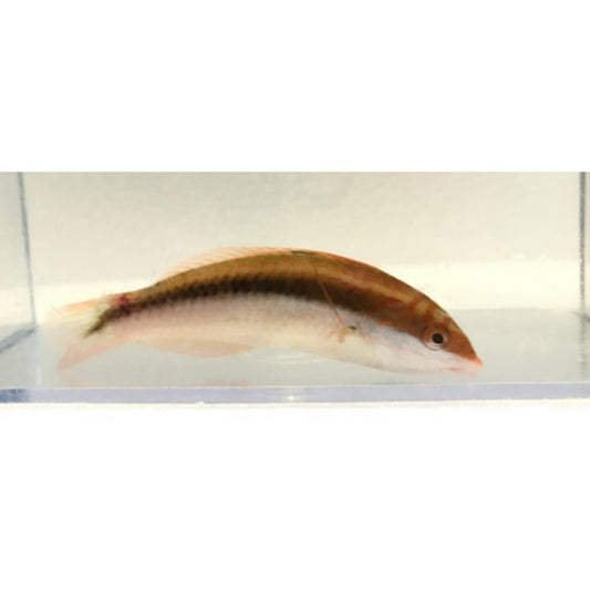 Clown Wrasse (Small)