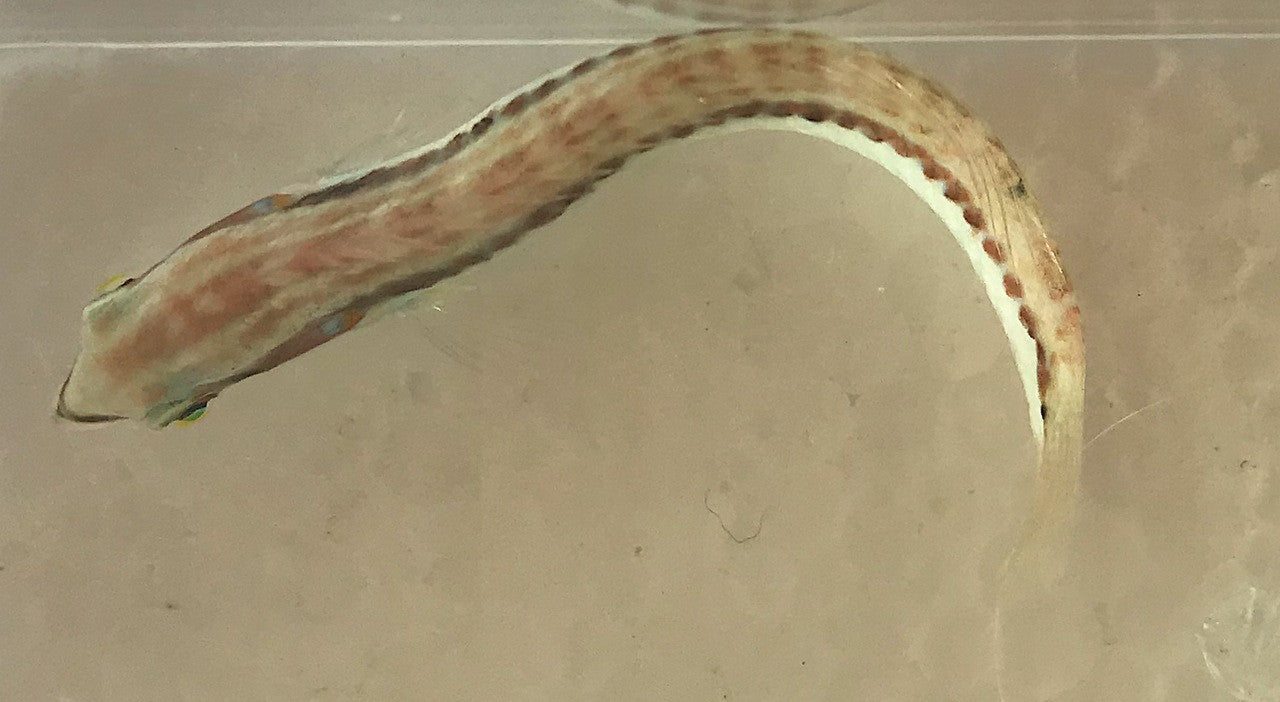 Slipdick Wrasse (Small)