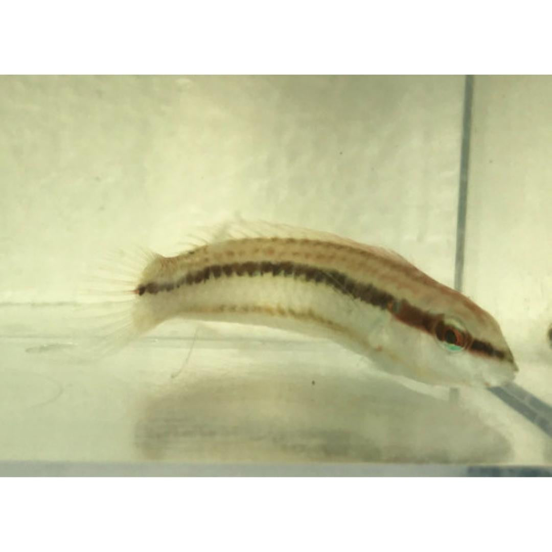 Slipdick Wrasse (Small)