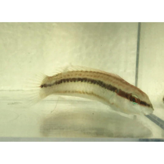 Slipdick Wrasse (Small)