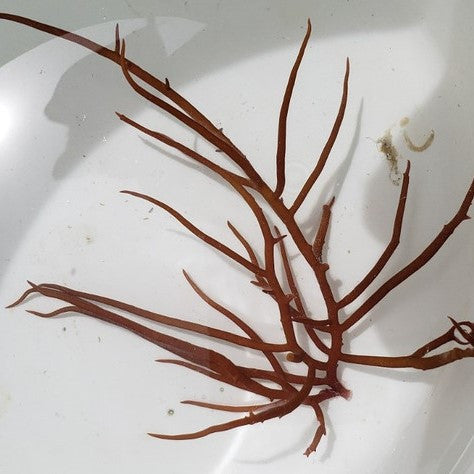 Smoothed Edge Aguard Gracilaria