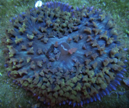 St. Thomas Mushroom-Purple