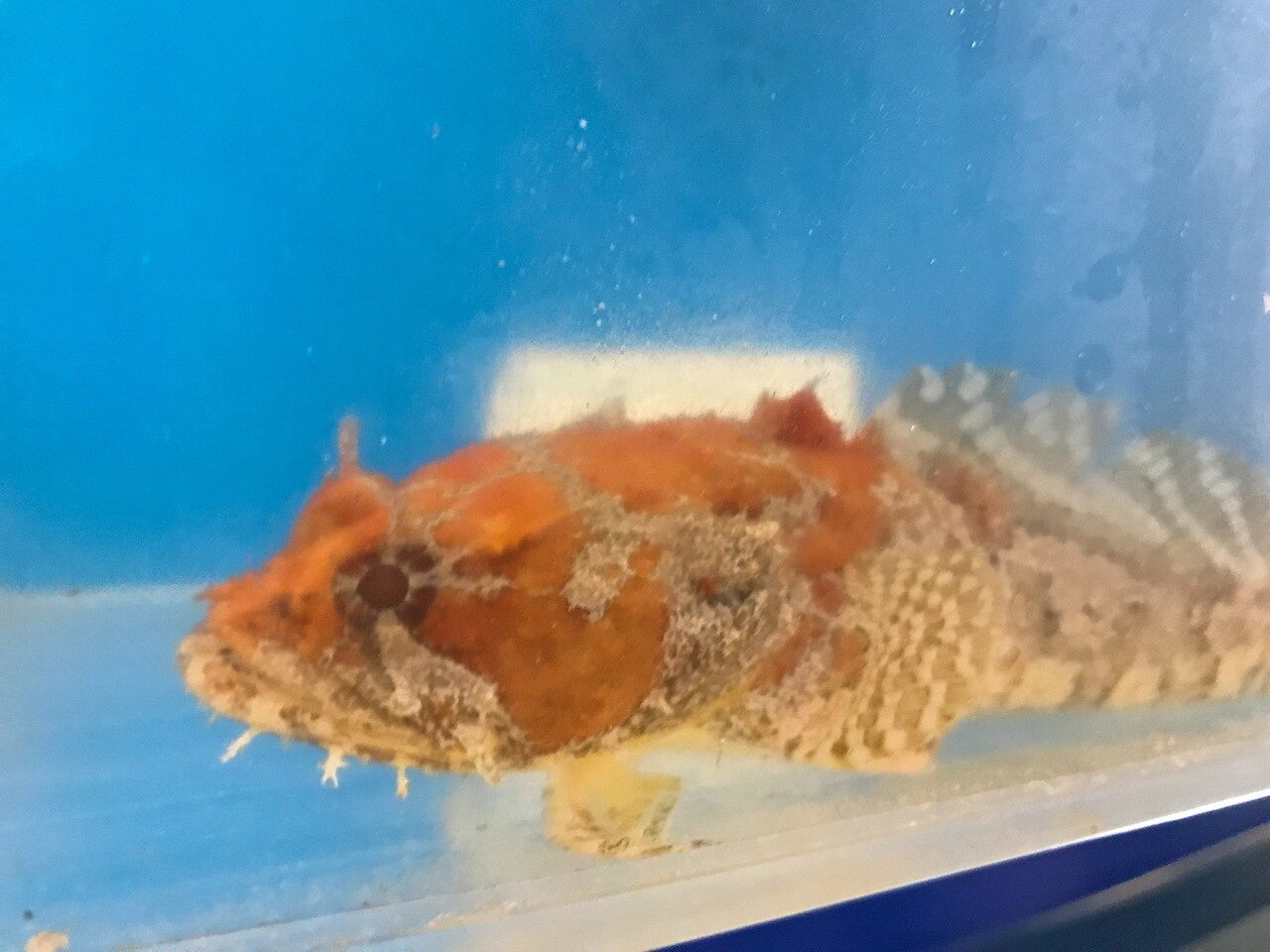 Orange Faced Toad Fish