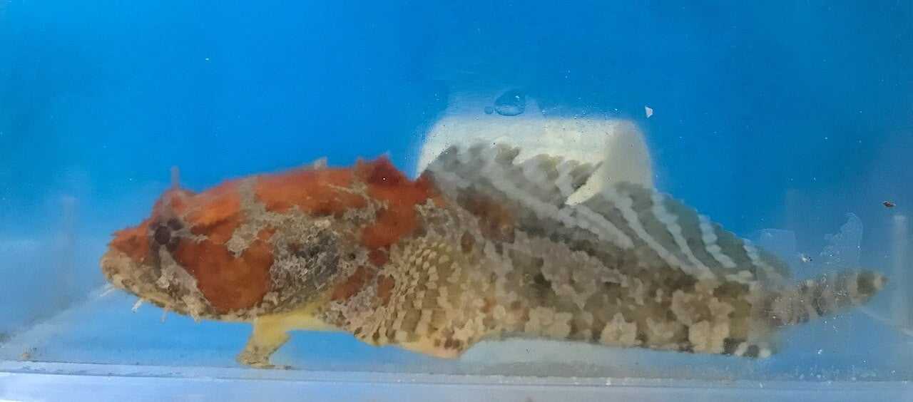 Get Orange Faced Toad Fish