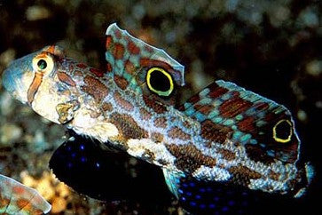 Buy Twin Spot Goby