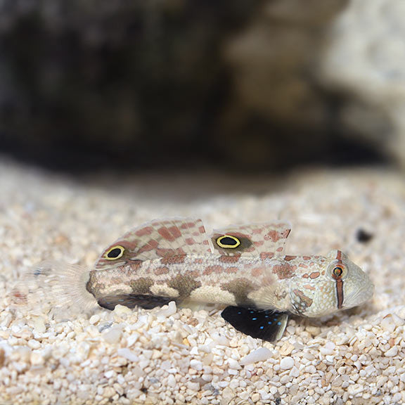 Twin Spot Goby on Sale